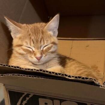 Domestic Short Hair Cats Available for Adoption - Orange Juice | PetCurious