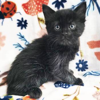 Jibber-Jabber -  Domestic Short Hair Cat for Adoption in Mt. Juliet, Tennessee - Jibber-Jabber | PetCurious