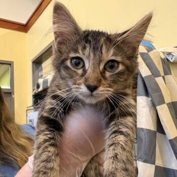 Louie -  Domestic Short Hair Cat for Adoption in Lynchburg, Virginia - Louie | PetCurious
