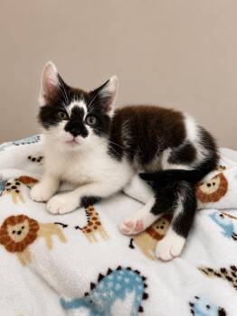 Bear -  Domestic Long Hair and Tuxedo Cat for Adoption in Greensboro, North Carolina - Bear | PetCurious