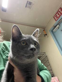 Rescue Domestic Short Hair Cats for Adoption in Spencer, Indiana - Storm | PetCurious