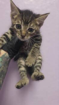 61055214 -  Domestic Short Hair Cat for Adoption in El Paso, Texas - 61055214 | PetCurious