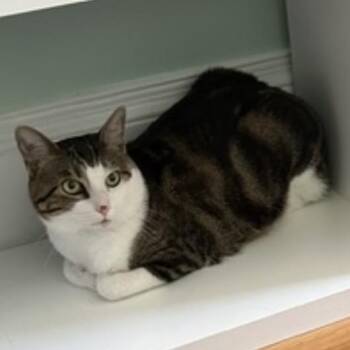 Skywalker -  Domestic Short Hair Cat for Adoption in Providence, Rhode Island - Skywalker | PetCurious