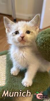 Munich -  Domestic Short Hair Cat for Adoption in Douglasville, Georgia - Munich | PetCurious