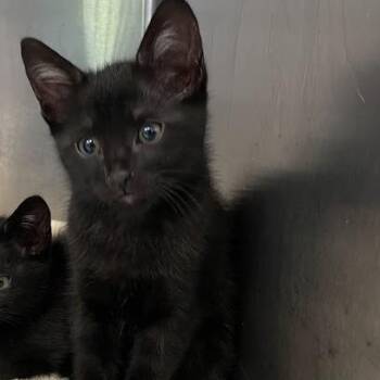 Slip -  Domestic Short Hair Cat for Adoption in Port Charlotte, Florida - Slip | PetCurious