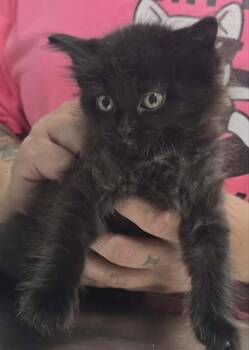 June -  Domestic Long Hair Cat for Adoption in Hillsdale, Indiana - June | PetCurious
