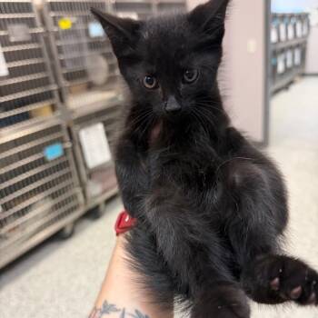 Domestic Short Hair Cats Available for Adoption in Port Charlotte, Florida - Koa | PetCurious