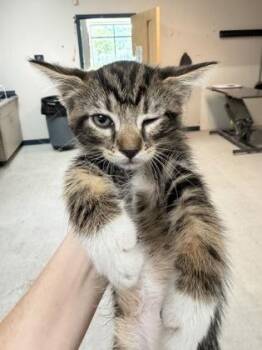 Smothered -  Domestic Short Hair Cat for Adoption in Savannah, Georgia - Smothered | PetCurious