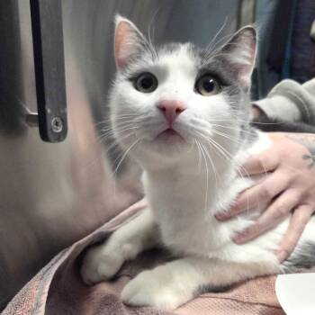 Domestic Short Hair Cats Available for Adoption - Smokey | PetCurious