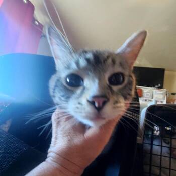 Torhu -  Domestic Long Hair and Domestic Medium Hair Cat Available for Adoption in Grantsville, Utah - Torhu | PetCurious