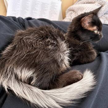 Fossey -  Domestic Medium Hair Cat for Adoption in Hopkinton, Massachusetts - Fossey | PetCurious