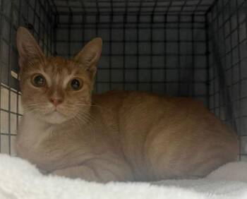 Uniqua -  Domestic Short Hair Cat for Adoption in Honolulu, Hawaii - Uniqua | PetCurious
