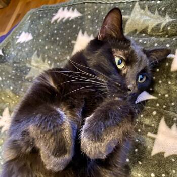 Domestic Short Hair Cats Available for Adoption - Jupiter  | PetCurious