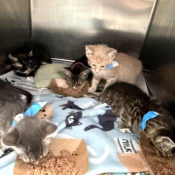 Lucy -  Domestic Short Hair Cat Available for Adoption in Melrose, Florida - Lucy | PetCurious