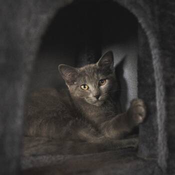 McFluffy Jessup -  Russian Blue and Domestic Medium Hair Cat for Adoption in Eagle Mountain, Utah - McFluffy Jessup | PetCurious