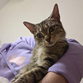 Domestic Short Hair Cats Available for Adoption in Philadelphia, Pennsylvania - Lili | PetCurious