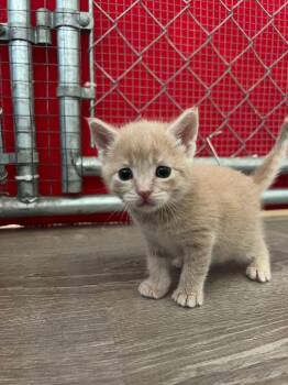 Pollen -  Domestic Short Hair Cat for Adoption in Mcpherson, Kansas - Pollen | PetCurious