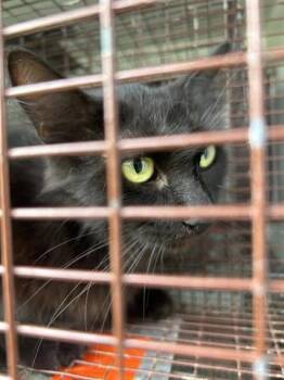 Domestic Short Hair Cats Available for Adoption in Houston, Texas - A655021 | PetCurious