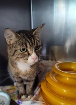 Solana -  Domestic Short Hair Cat for Adoption in Cleveland, Tennessee - Solana | PetCurious