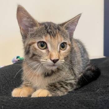 Domestic Short Hair Cats Available for Adoption - Celestial | PetCurious