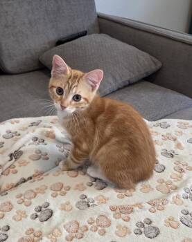 Lord Cheeto of Crunch -  Domestic Short Hair Cat for Adoption in Brandon, Florida - Lord Cheeto Of Crunch | PetCurious