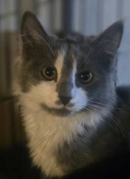 Its Spooky Season (Spook) -  Domestic Long Hair Cat for Adoption in Elizabeth, Pennsylvania - Its Spooky Season (Spook) | PetCurious