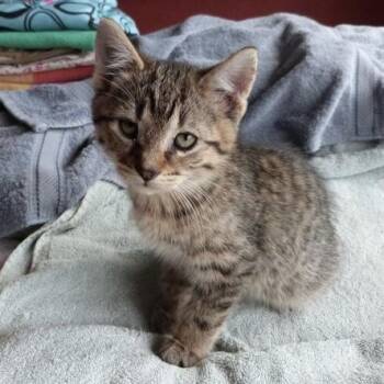 Rascal -  Tabby Cat for Adoption in Stanstead, Quebec - Rascal | PetCurious
