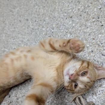 Pretzel -  Domestic Short Hair Cat for Adoption in Detroit Lakes, Minnesota - Pretzel | PetCurious