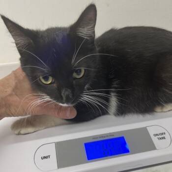 Willma -  Domestic Short Hair Cat Available for Adoption in St. Louis, Missouri - Willma | PetCurious