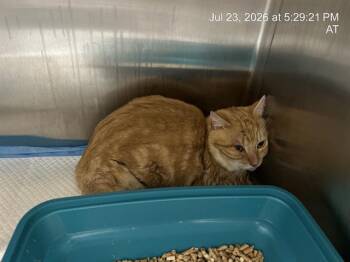 FIREBALL -  Domestic Short Hair Cat for Adoption in Ocala, Florida - FIREBALL | PetCurious