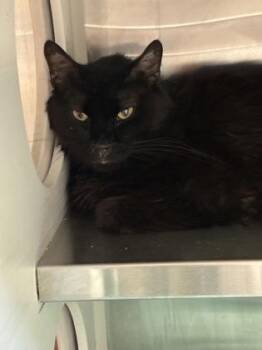 Judd -  Domestic Short Hair Cat for Adoption in Fort Worth, Texas - Judd | PetCurious