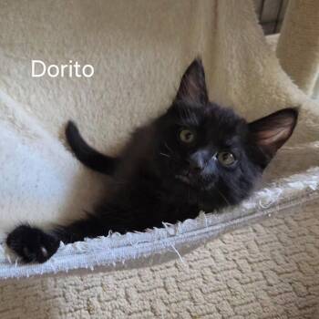 Dorito -  Domestic Medium Hair Cat Available for Adoption in Oviedo, Florida - Dorito | PetCurious