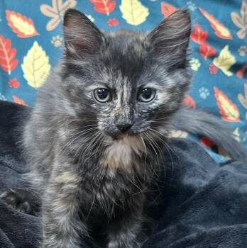 Elvira -  Domestic Medium Hair Cat for Adoption in Sonora, California - Elvira | PetCurious
