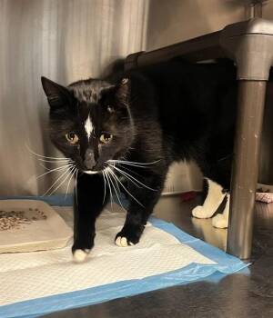 Domestic Short Hair Cats Available for Adoption - LEO | PetCurious