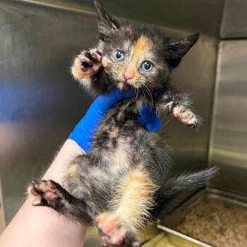 Chocolate Chip -  Domestic Short Hair Cat for Adoption in Birmingham, Alabama - Chocolate Chip | PetCurious