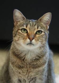Norie 52980 -  Domestic Short Hair Cat for Adoption in Aiken, South Carolina - Norie 52980 | PetCurious