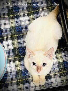 F36-26 Ottie -  Domestic Short Hair Cat for Adoption in Houston, Texas - F36-26 Ottie | PetCurious