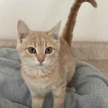 Betty -  Domestic Short Hair Cat for Adoption in Lacon, Illinois - Betty | PetCurious