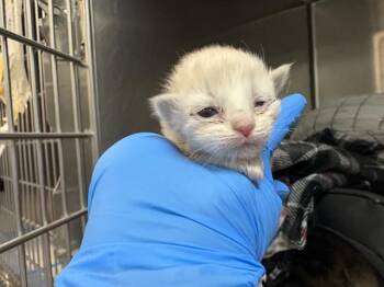 BUMBLE -  Domestic Short Hair Cat Available for Adoption in Thousand Palms, California - BUMBLE | PetCurious