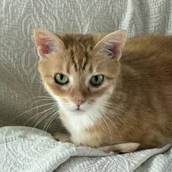 Mouse -  Domestic Short Hair Cat for Adoption in Lemoyne, Pennsylvania - Mouse | PetCurious