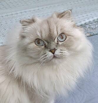 Mocca -  Scottish Fold Cat for Adoption in Converse, Texas - Mocca | PetCurious