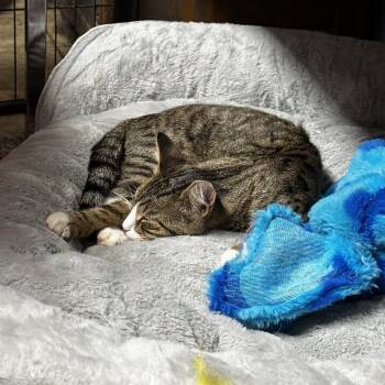 Benji -  Domestic Short Hair Cat for Adoption in Charlottesville, Virginia - Benji | PetCurious