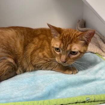 Rescue Domestic Short Hair Cats for Adoption in Port Richey, Florida - Enos | PetCurious