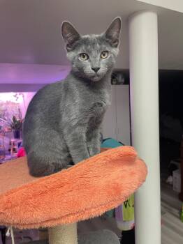 Ziggy -  Domestic Short Hair Cat for Adoption in Linden, New Jersey - Ziggy | PetCurious