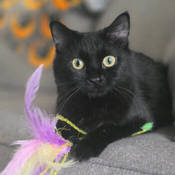 Furby -  Domestic Long Hair Cat for Adoption in Layton, Utah - Furby | PetCurious