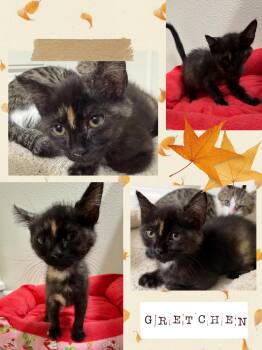 Gretchen -  Tortoiseshell Cat for Adoption in Pasco, Washington - Gretchen | PetCurious