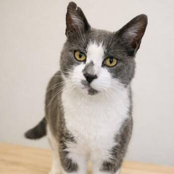 Clay -  Domestic Short Hair Cat for Adoption in Salt Lake City, Utah - Clay | PetCurious