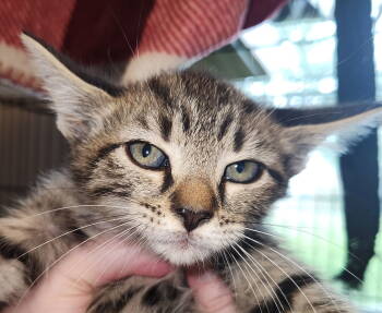 Rescue Domestic Short Hair Cats for Adoption in Forest, Virginia - *Alfie | PetCurious