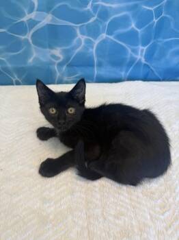 Liletta -  Domestic Short Hair Cat for Adoption in Wheaton, Illinois - Liletta | PetCurious