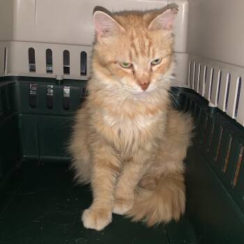 Sawyer -  Domestic Medium Hair Cat for Adoption in Aldie, Virginia - Sawyer | PetCurious